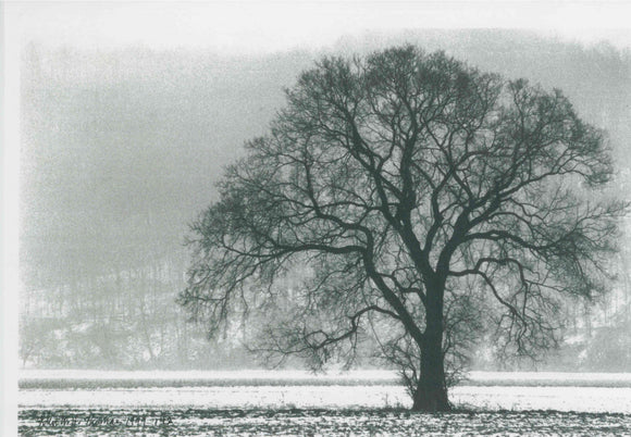 Greeting card with image of big tree with no leaves in a snowy field.